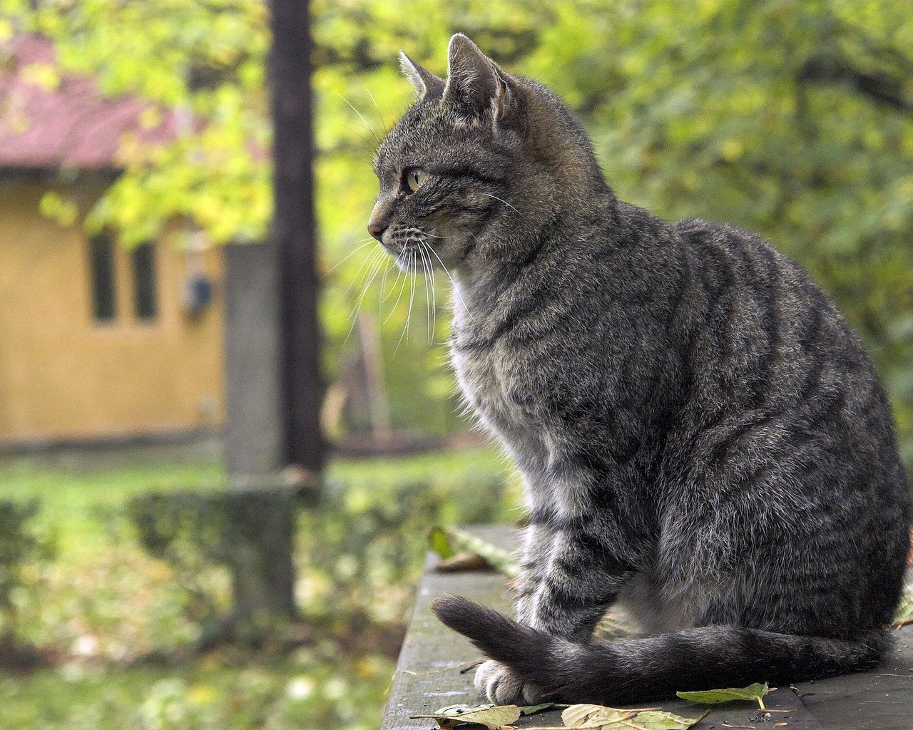 Ровно кошки. Кошка сидит. Сидячая кошка. Сидячий кот. Кот сидит боком.