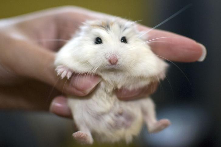 Roborovski dwarf hamster - Wikipedia