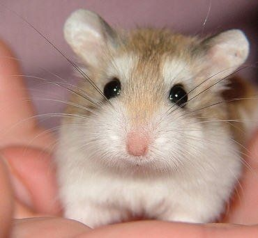 Roborovski dwarf hamster - Wikipedia