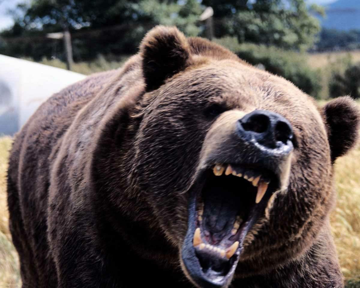 European Equity Bears Are Growling Again - Bloomberg