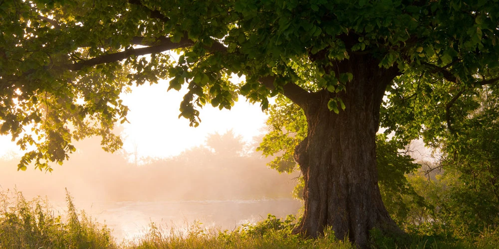 Tree of Life Bible Wiki Fandom