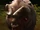 Aurochs