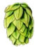 Hopfen Icon