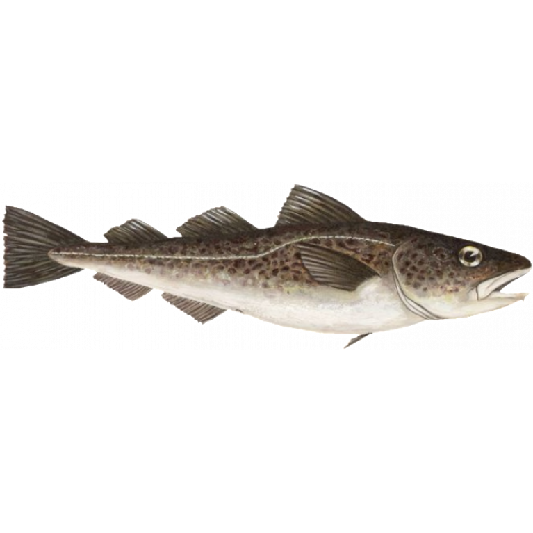 Тресковая рыба 6 букв. Атлантическая треска (gadus morhua). Тихоокеанская треска. Рыбка треска. Треска рыба фото.