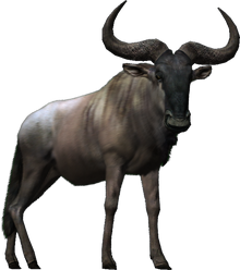 Wildebeest