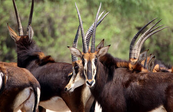 Sable-Antelope