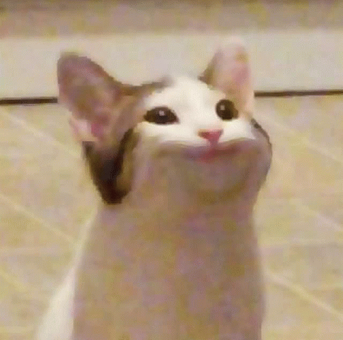 Pop Cat Big Chungus Wiki Fandom - pop cat big chungus wiki fandom pop cat roblox hat Pop Cat Big Chungus Wiki Fandom - pop cat roblox hat