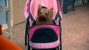 Cinnamon in Stroller