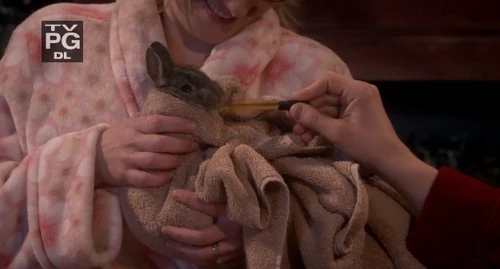 Valentino Wolowitz Rabbit.