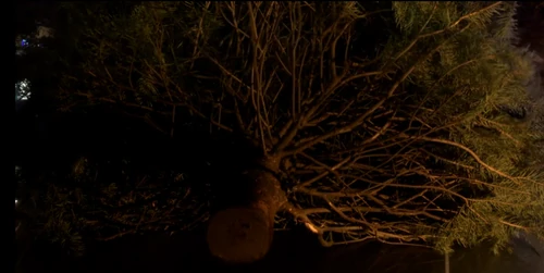 Christmas tree falls onto the windshield.