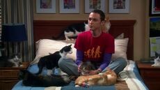 Sheldon and his cats.