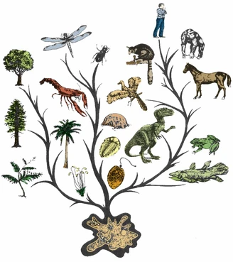 Tree of evolution.