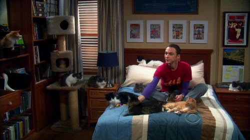 Sheldon and his cats.