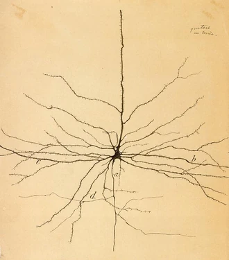 Early drawing of a neuron by Santiago Ramón y Cajal (1852-1934); copy now owned by Sheldon.