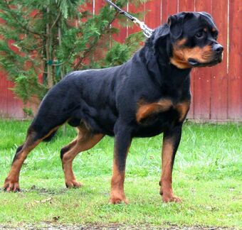 big rottweiler