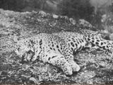 Leopard of Panar