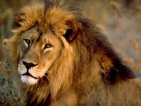 493px-African-lion-male 436 600x450