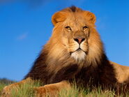 Lion-King-456803