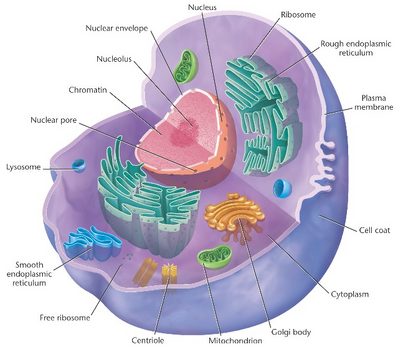 3d animal cell model labeled