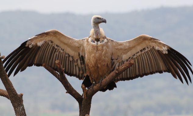 Vulture | Biggest Wikia | Fandom