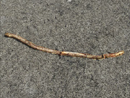 Twig