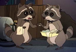 Two Raccoonsd