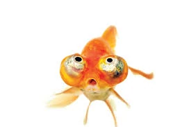 Frank Zhang The Goldfish The Bilco Wiki Fandom