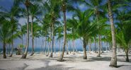 November 29, 2009: Palm trees on the beach in Punta Cana, Dominican Republic Learn more about this image