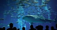 December 3, 2009: Zebra shark and Crevalle jacks at Georgia Aquarium in Atlanta, Georgia Learn more about this image