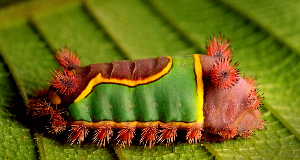 Saddleback Caterpillar | Bing Wiki | Fandom