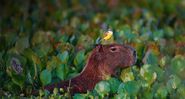 October 6, 2009: Bird perched atop a wading Capybara in Pantanal Matogrossense National Park, Brazil