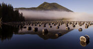 September 26, 2009: Oyster farm on Lemmens Inlet in Clayoquot Sound, Vancouver Island, British Columbia, Canada