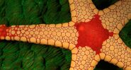 October 29, 2009: Sea Star starfish in the Indo-Pacific Ocean