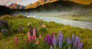 August 26, 2009: Lupines And Mist Over The Eglinton River, Fiordland National Park, New Zealand