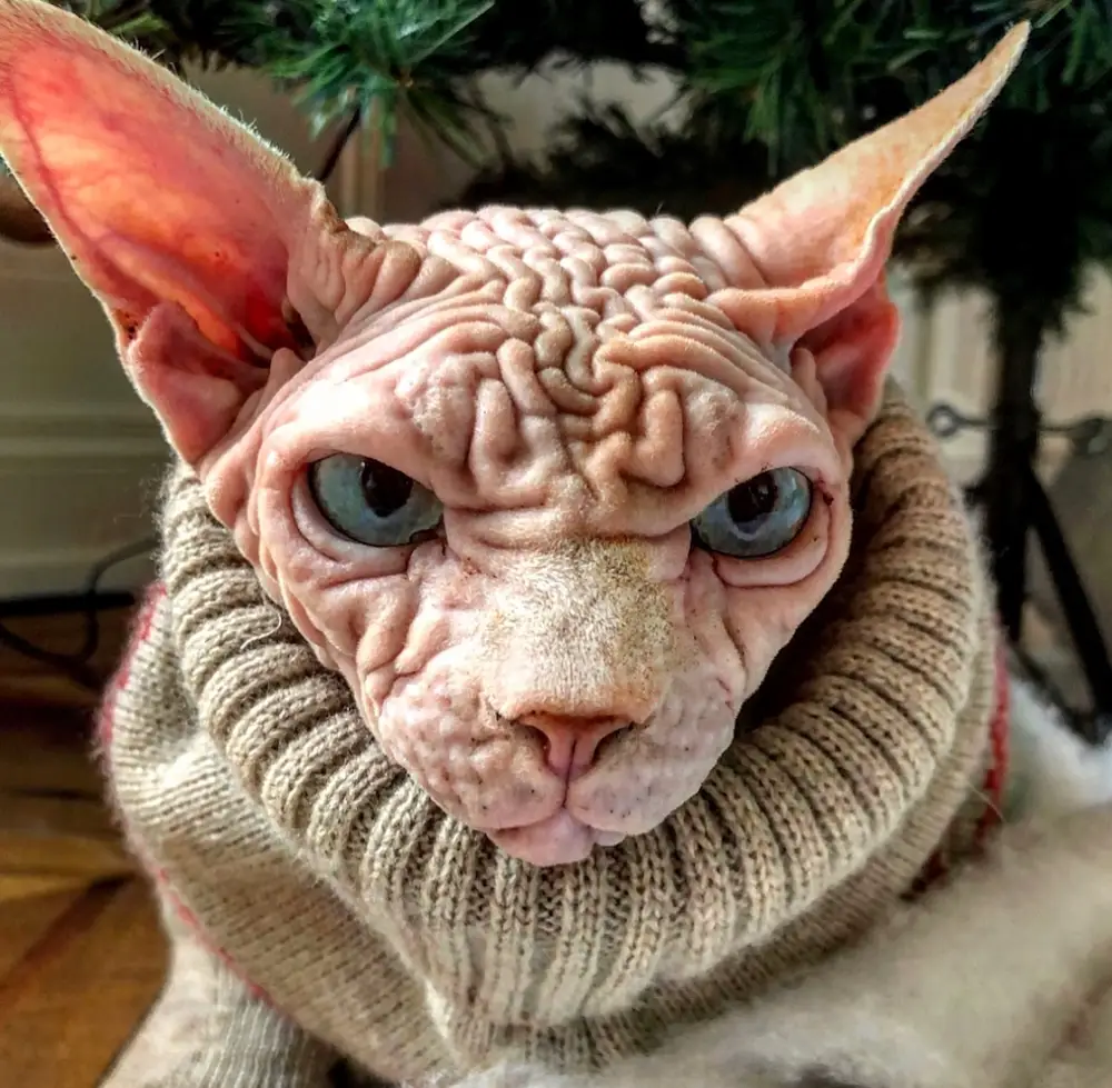 Страшный котик