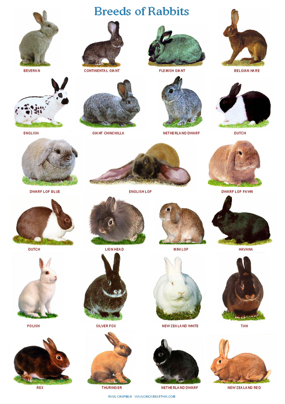 Types of sales lop rabbits