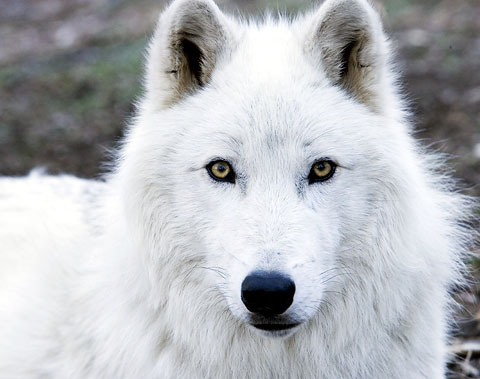 yellow eyed white wolf