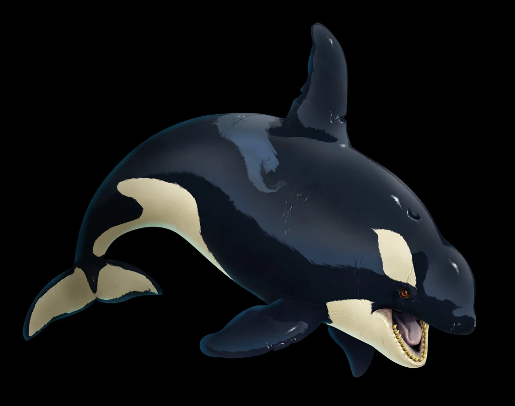 Killer whale | Bio-bytes biography Wiki | Fandom