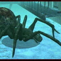 クモ Bio Hazard Wiki Fandom クモ Bio Hazard Wiki Fandom
