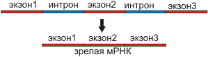 Интроны в генах эукариот