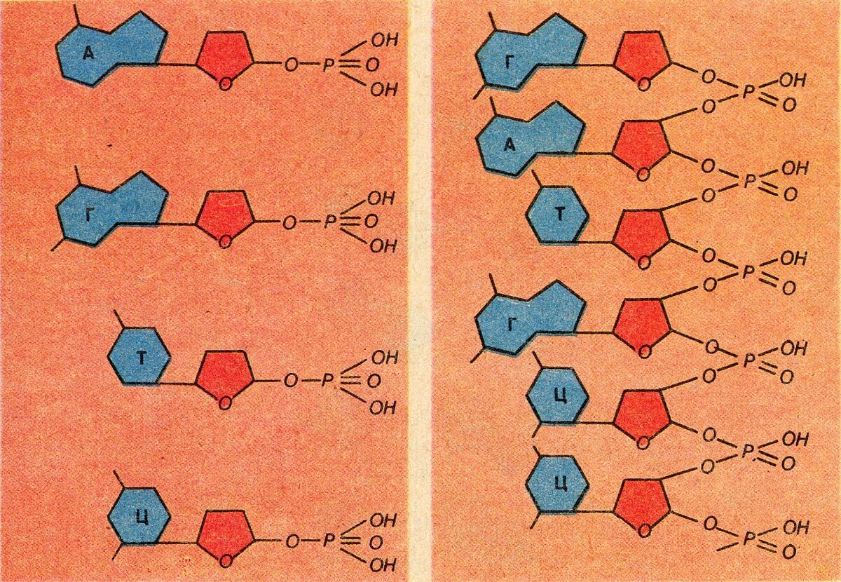 Соединение нуклеотидов в полинуклеотидную цепь