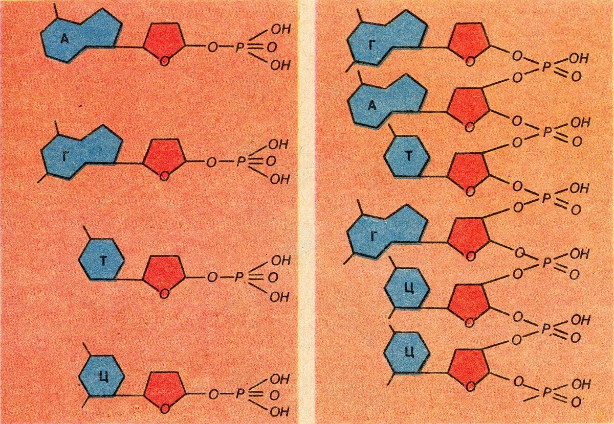 Связь между цепями днк. Соединение нуклеотидов в полинуклеотидную цепь. Цепь нуклеотидов ДНК. Соединение нуклеотидов в ДНК. ДНК из 4 нуклеотидов.