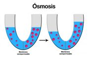 Osmosis-450x300