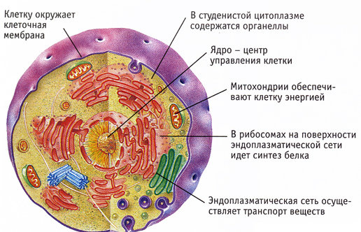 Cytology The study of cells. - ppt download