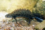 Great-crested-newt--85x colekvelky003.jpg (275 Кб) Great-crested-newt--85x colekvelky003