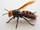 Asian Giant Hornet