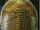 Trilobites