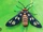 Hubner's Wasp Moth