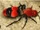 Velvet Ant (Cow Killer)