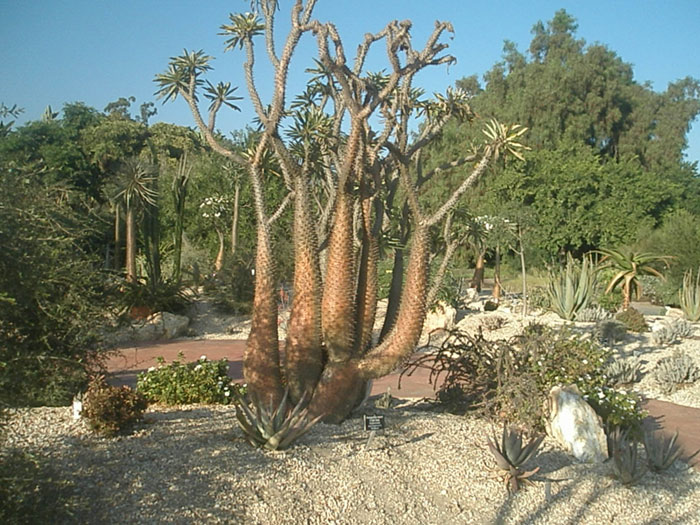 Растения мадагаскара фото с названиями